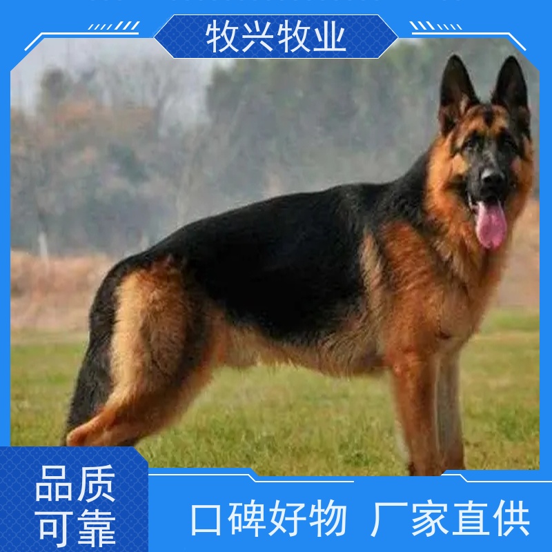 余姚有出售宠物狗马犬的