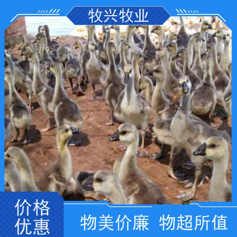 中山一个月狮头鹅苗批发