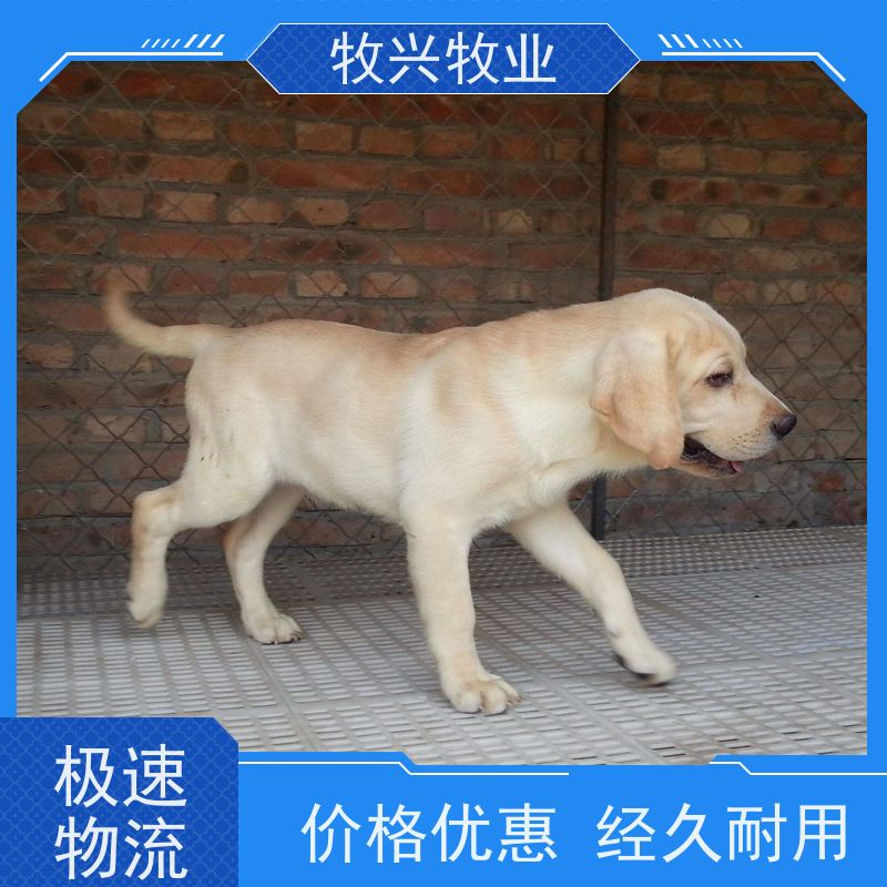 玉林批发阿拉斯加犬金毛犬 