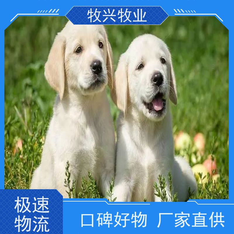 小型犬泰迪雪纳瑞比熊批发