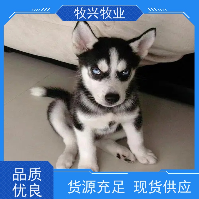 开封出售泰迪小泰迪犬