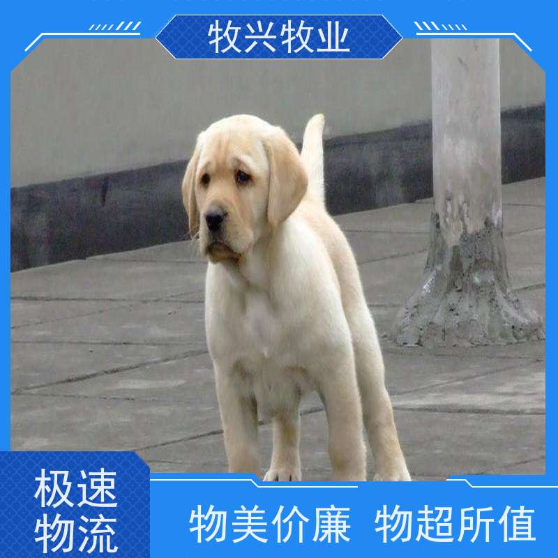 成年小型犬幼崽德牧犬