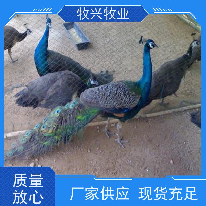 德阳鸵鸟蛋一个批发出售 