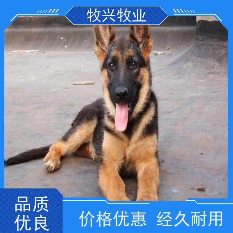 内蒙古出售边牧犬出售 