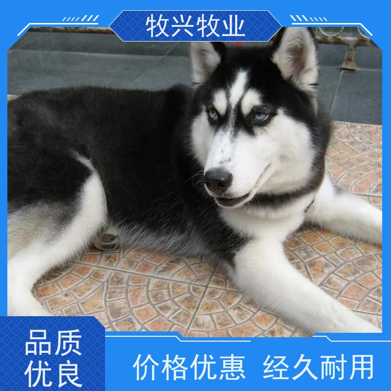 黔东南哈士奇批发一对出售