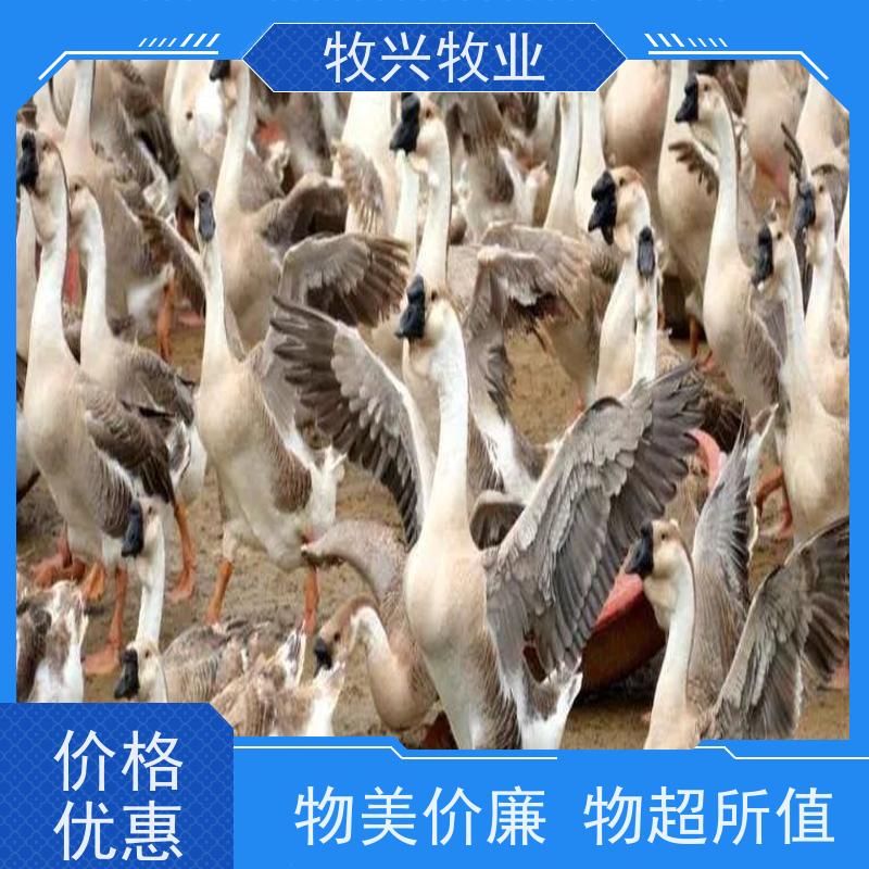 潮州大小狮头鹅苗出售 