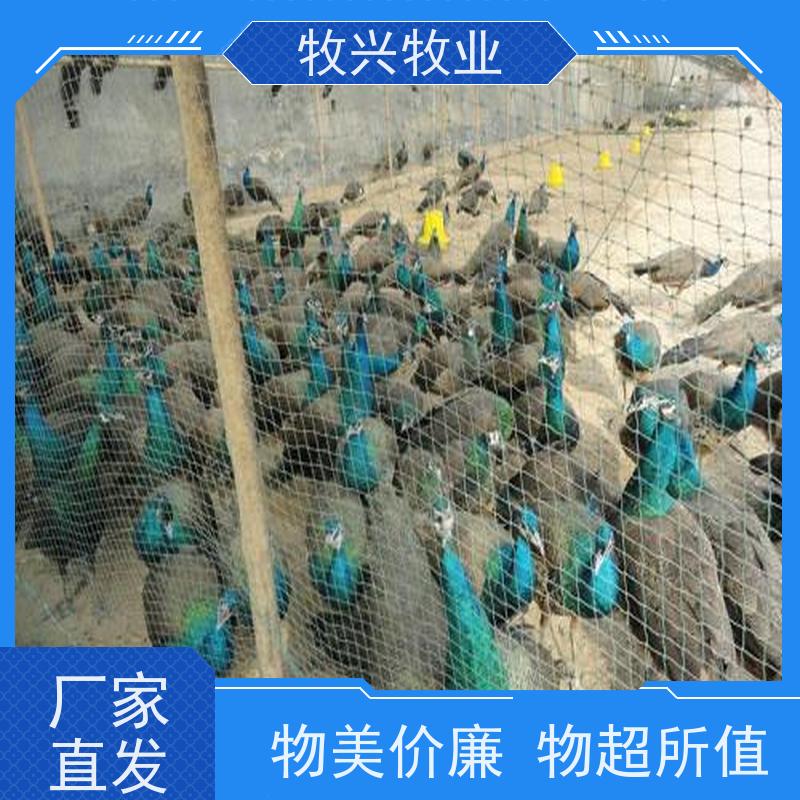 东莞出售鸵鸟出售鸵鸟苗 