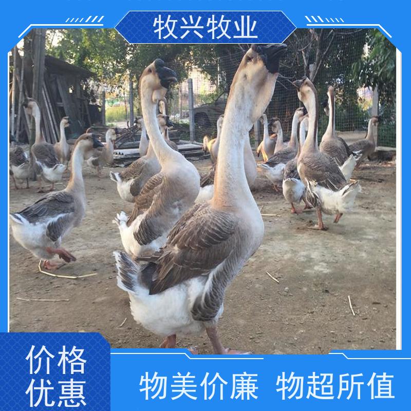 纯种狮头鹅苗批发 广东汕头正宗狮头鹅苗