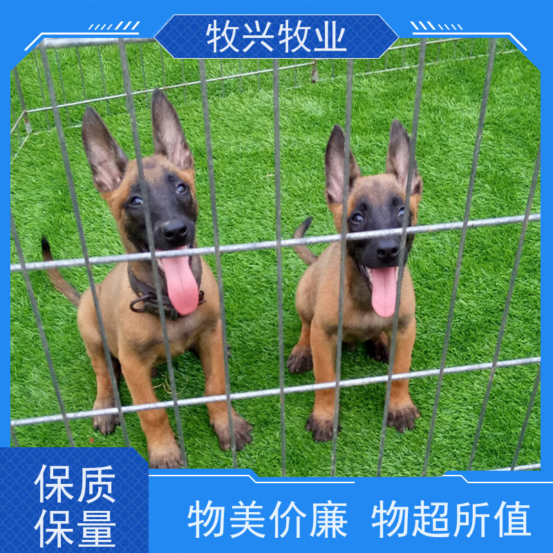 出售萨摩耶犬零售出售