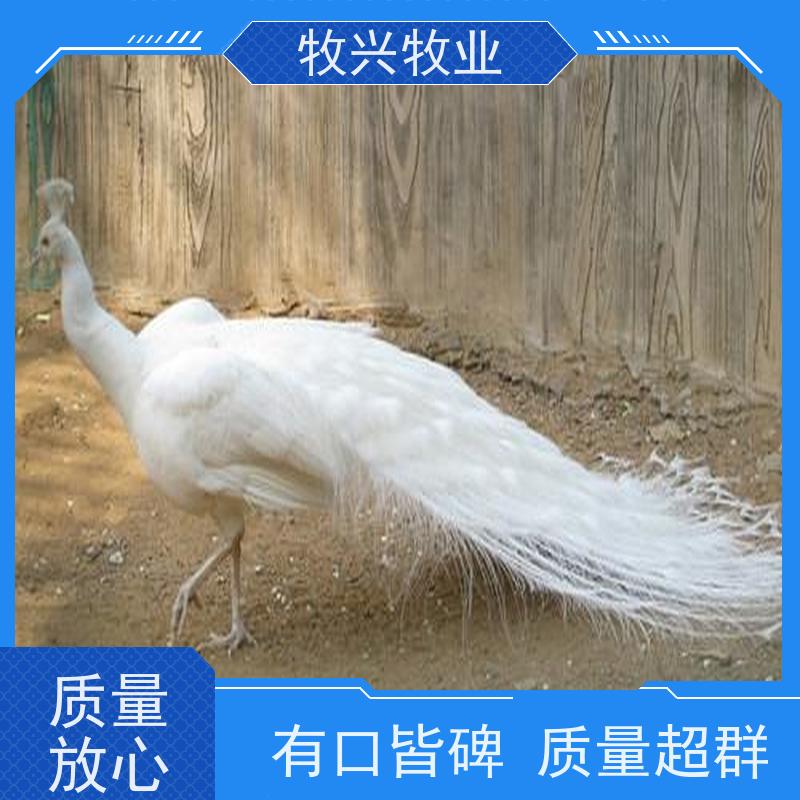 绵阳鸵鸟批发一只鸵鸟价钱 