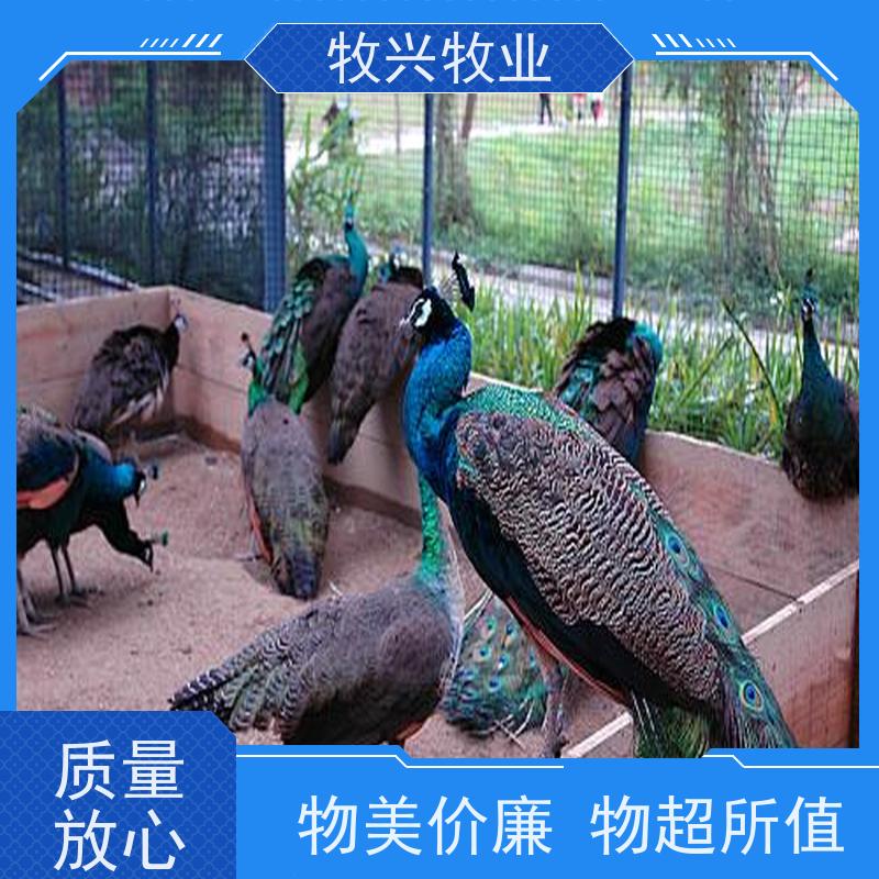 榆次鸵鸟批发一只价钱 