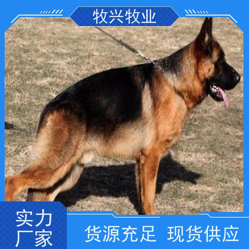 宁德阿拉斯加犬批发金毛犬出售