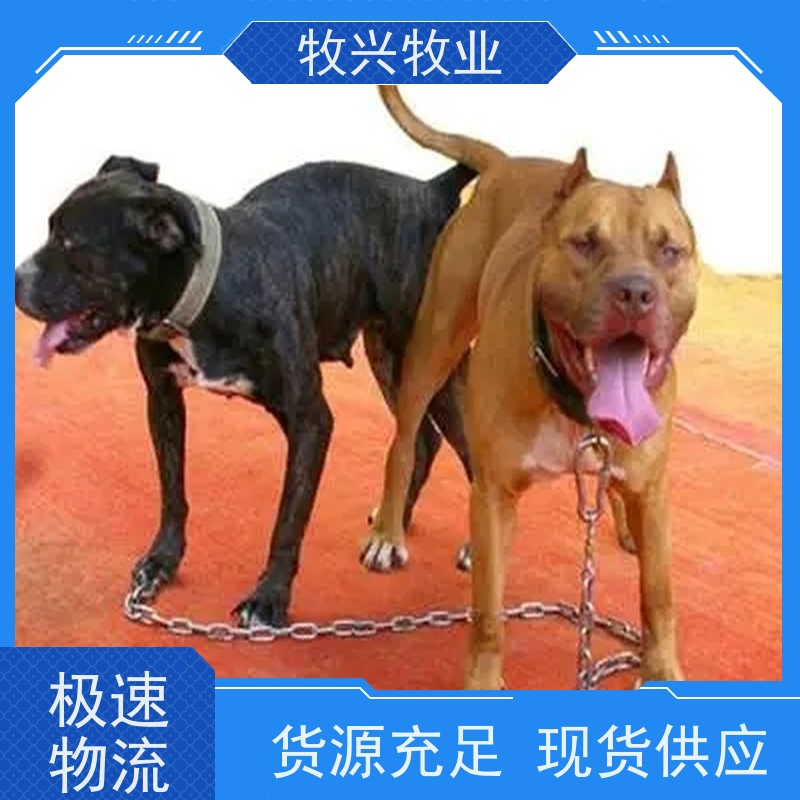 德牧犬养殖 看家护院宠物犬
