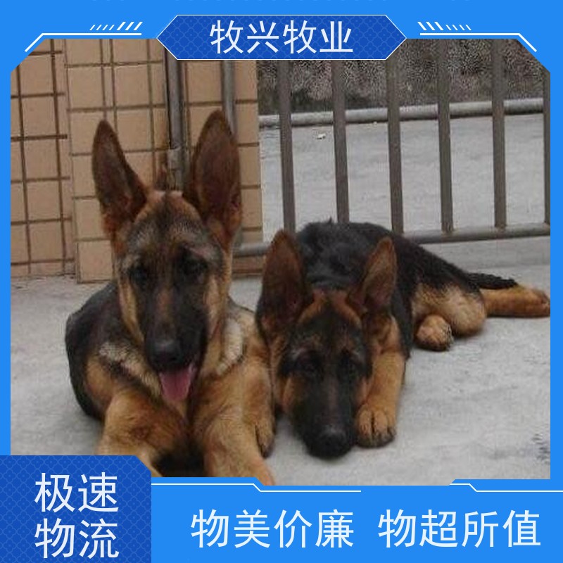 江阴阿拉斯加批发预定 