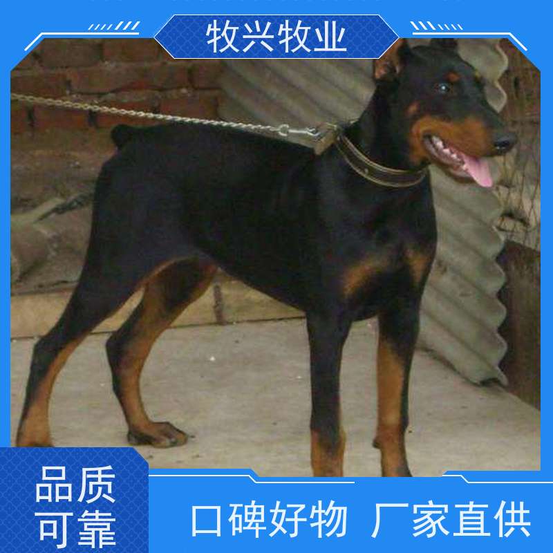 佳木斯出售宠物狗大小宠物犬 