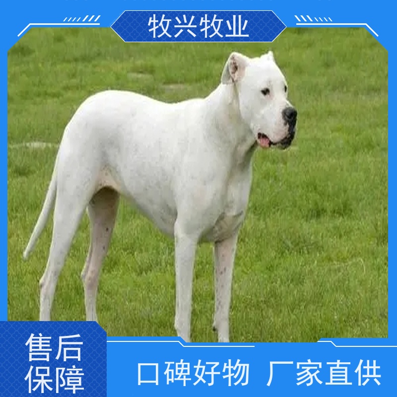 纯种宠物犬血统纯正