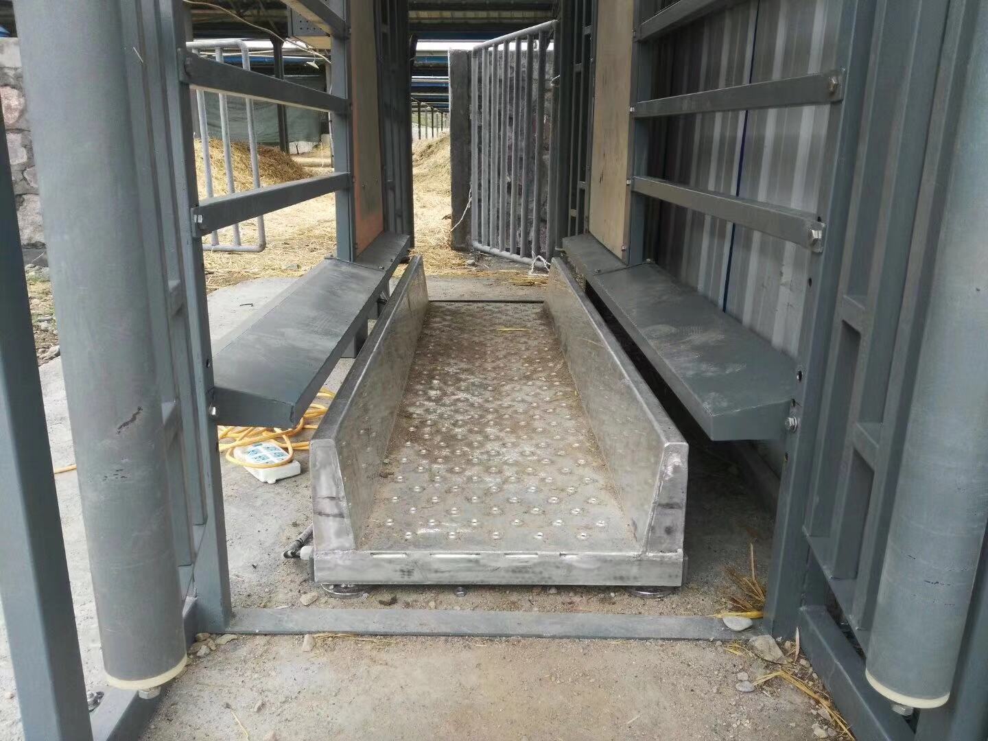 全自动肉牛奶牛牛羊称重系统 养殖场育肥场育种场定制 称重分群