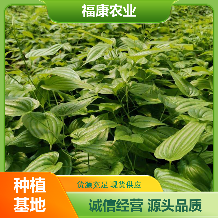 百部种苗 中药材种子苗 根系发达 一站式服务 全国供应