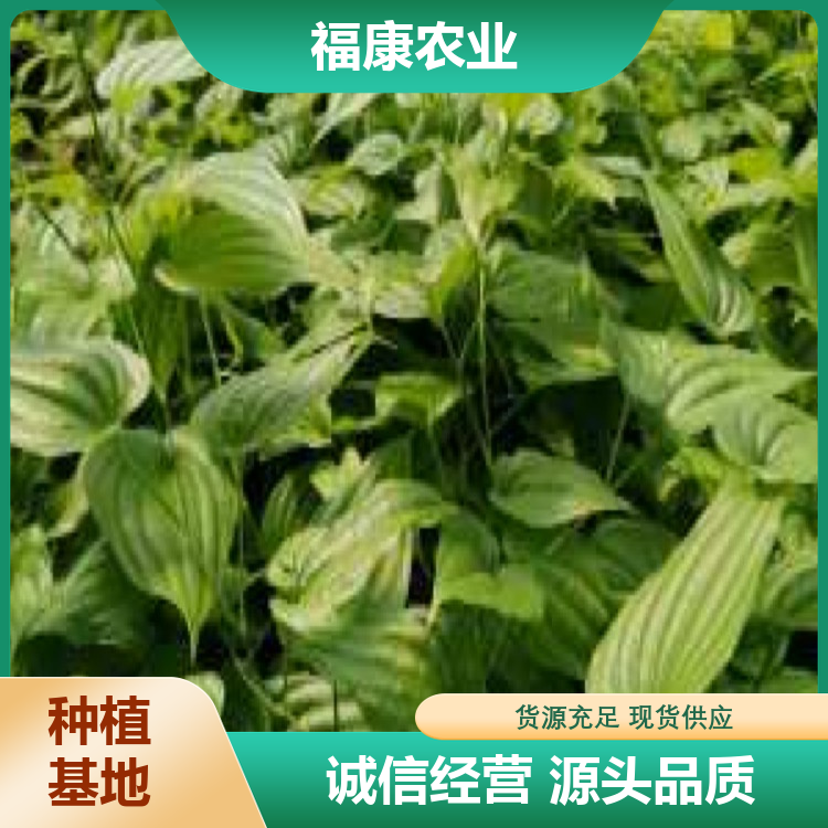 百部种苗 中药材种子苗 根系发达 一站式服务 全国供应