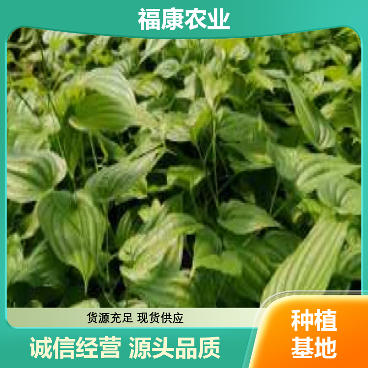 百部种苗 中药材种子苗 根系发达 一站式服务 全国供应