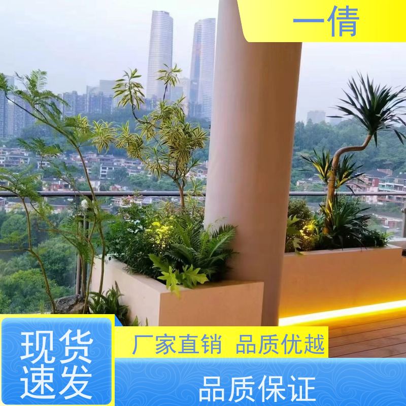 一倩花卉 前台 大杨贵妃 室内植物出租 种类繁多 规格齐全