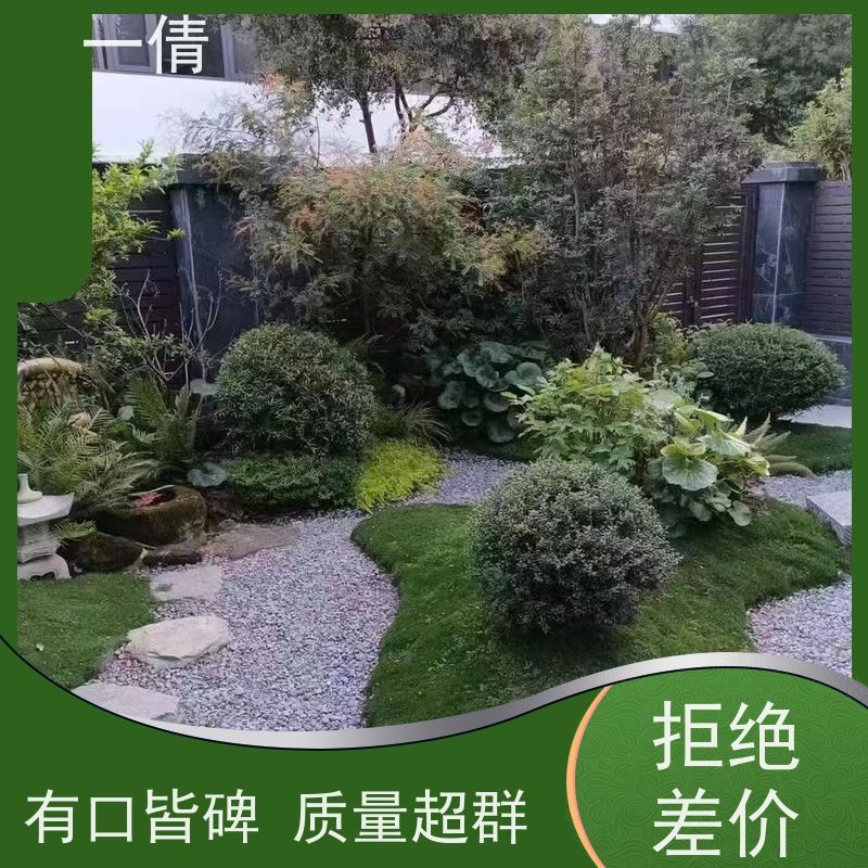 一倩花卉 室内 福木 开业花篮租赁 桌面绿植 花木护理