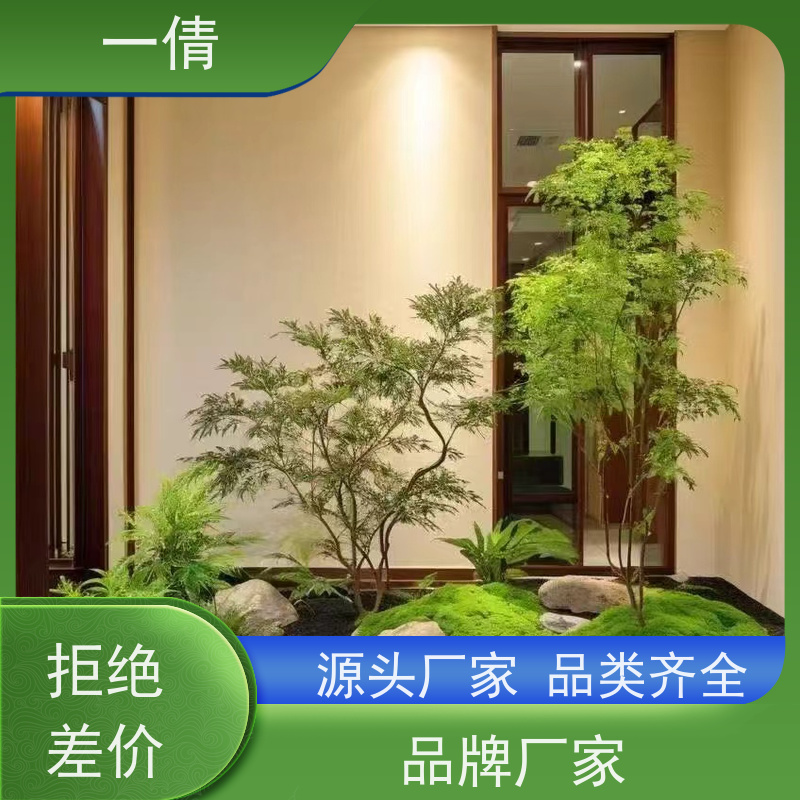 一倩花卉 办公室 紫蝴蝶兰 绿植出售 桌面绿植 花木护理