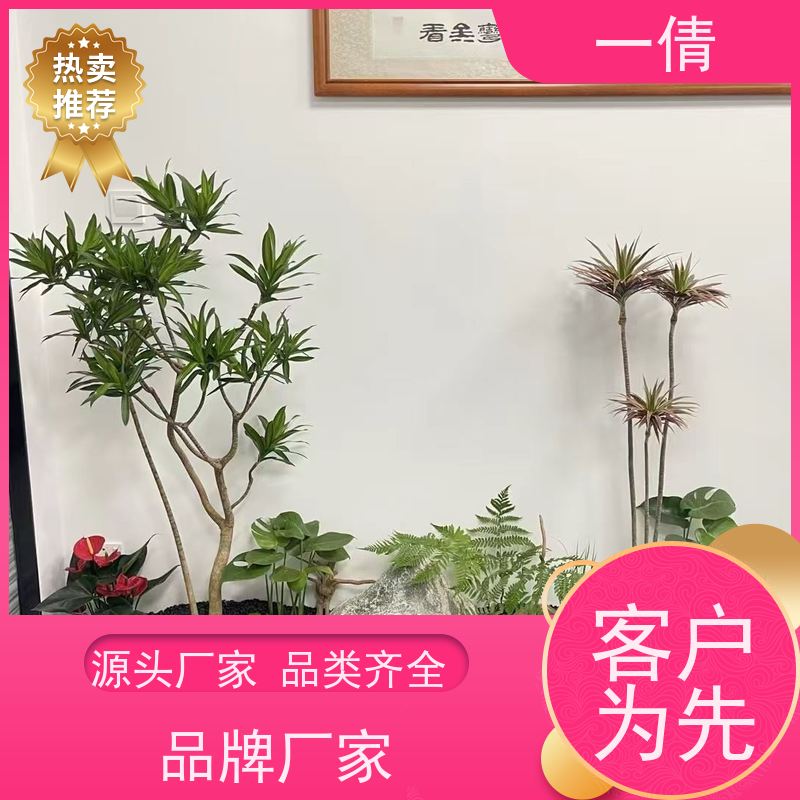 一倩花卉 深圳 墨兰 室内植物出租 全城配送 上门养护