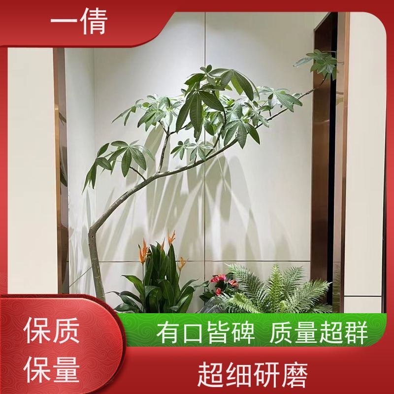 一倩花卉 室内 金钱兜 绿植租赁 桌面绿植 花木护理
