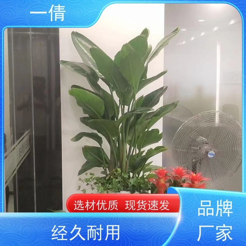 一倩花卉 办公室 石斛 室内植物出租 种类繁多 规格齐全