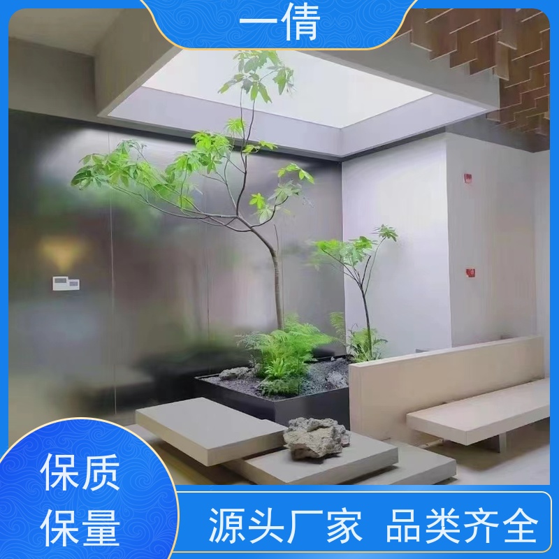 一倩花卉 室内 雅丽 绿植租赁 桌面绿植 花木护理