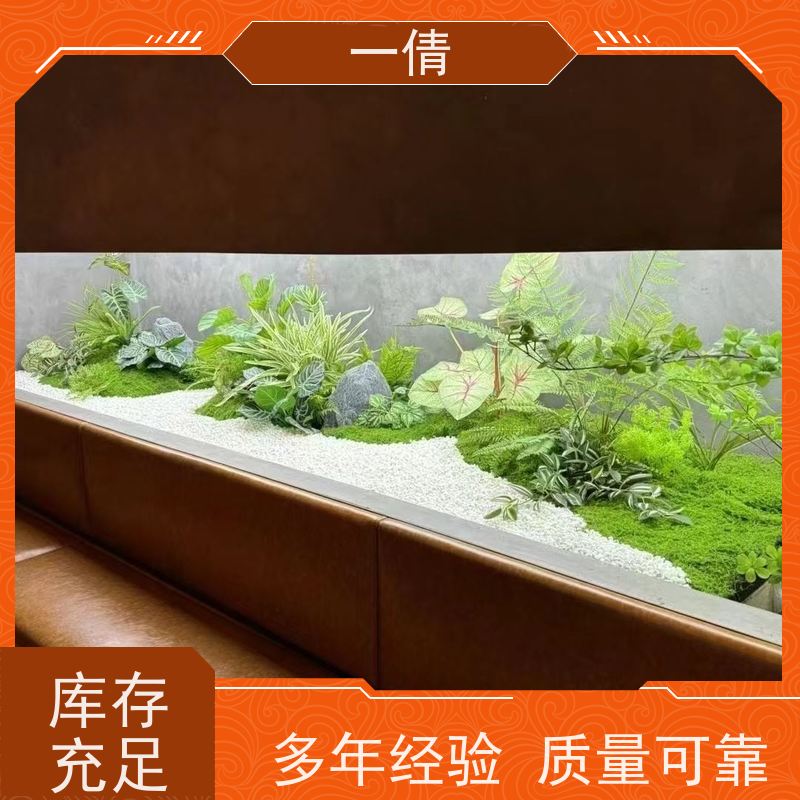 一倩花卉 室内 雅丽 绿植租赁 桌面绿植 花木护理