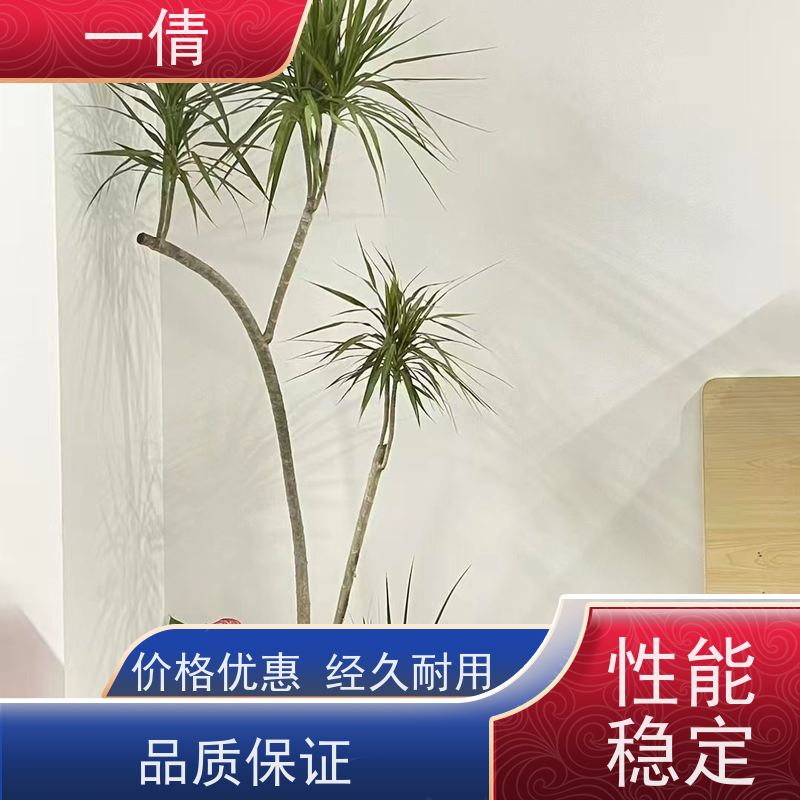 一倩花卉 深圳 保罗 室内植物出租 全城配送 上门养护