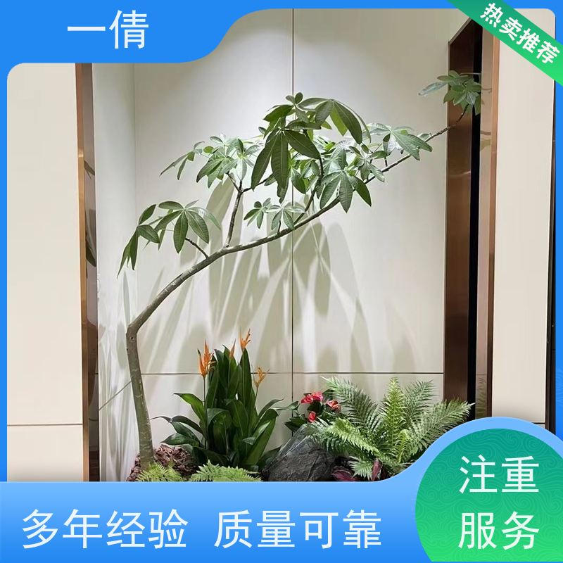 一倩花卉 前台 银斑葛 绿植出售 桌面绿植 花木护理