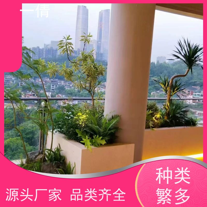 一倩花卉 深圳 10层黄金果 室内植物出租 种类繁多 规格齐全
