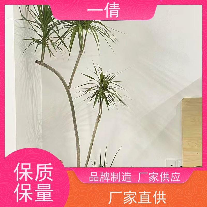 一倩花卉 前台 太阳神 绿植租赁 种类繁多 规格齐全