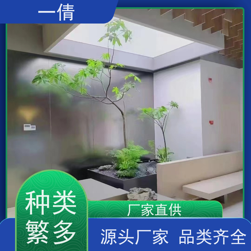 一倩花卉 办公室 小年桔盆景 开业花篮租赁 净化空气