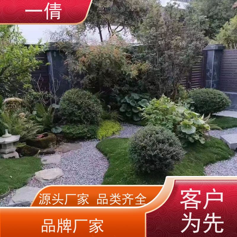 一倩花卉 室内 翡翠 绿植租赁 桌面绿植 花木护理