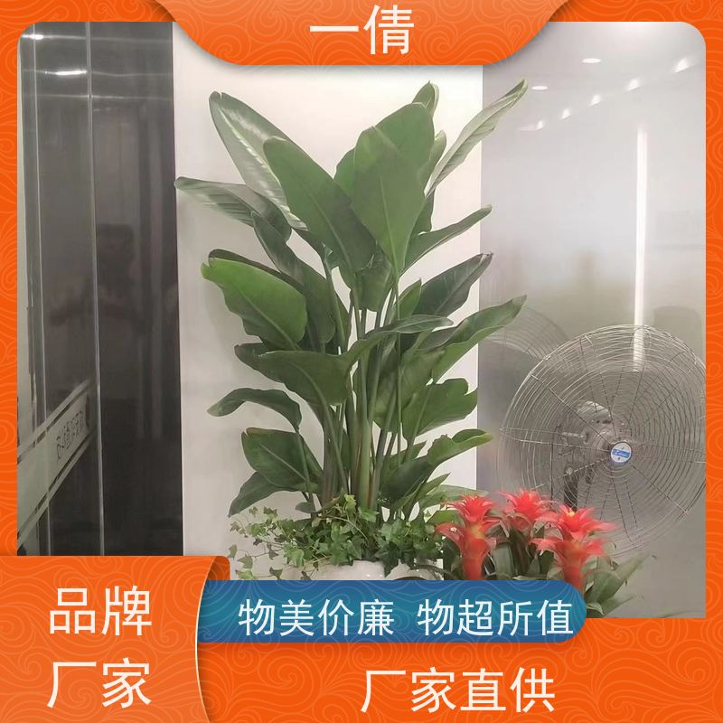 一倩花卉 深圳 蓝宝石 室内植物出租 全城配送 上门养护