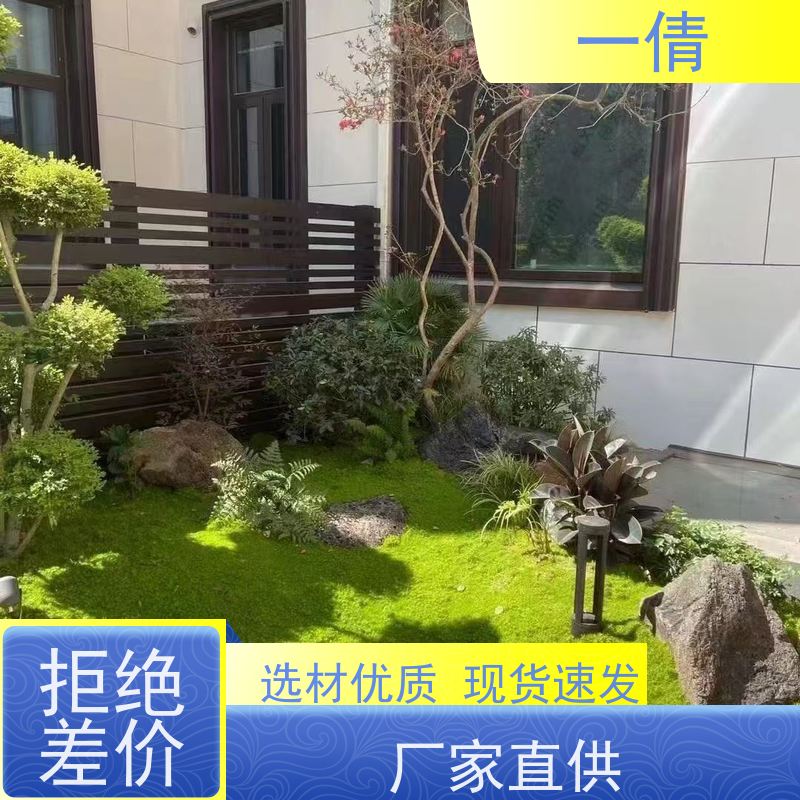一倩花卉 前台 富贵竹 绿植出售 桌面绿植 花木护理