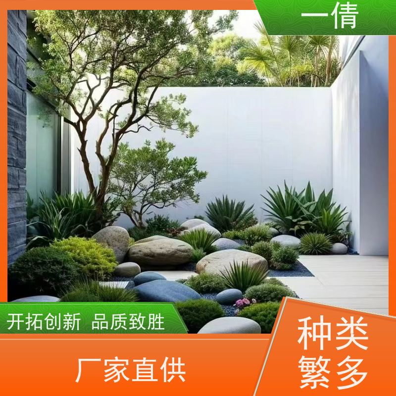 一倩花卉 前台 小罗汉松 室内植物出租 桌面绿植 花木护理