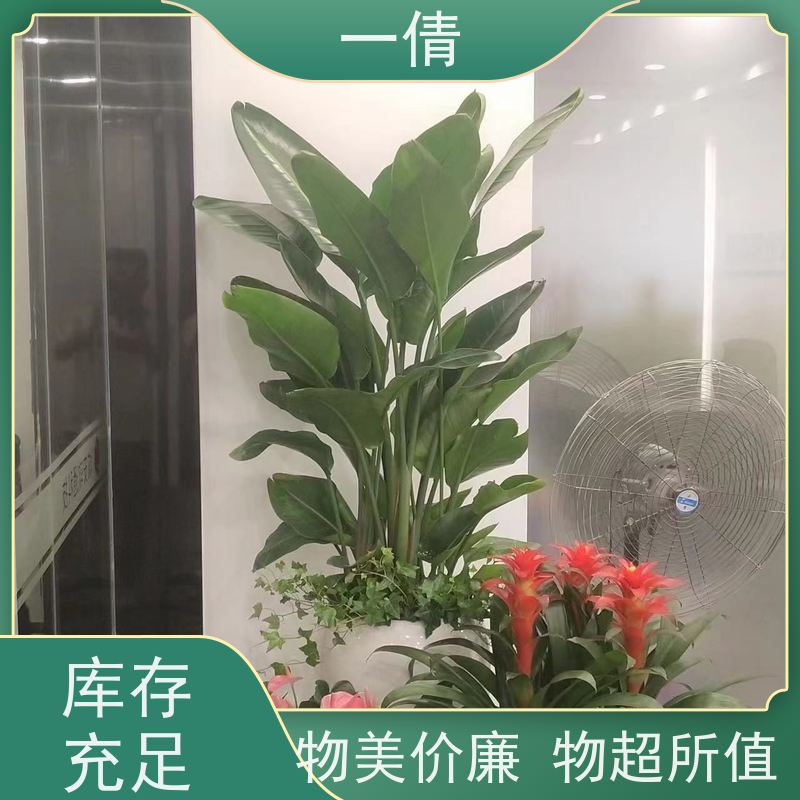 一倩花卉 前台 红玉珠 绿植出售 全城配送 上门养护