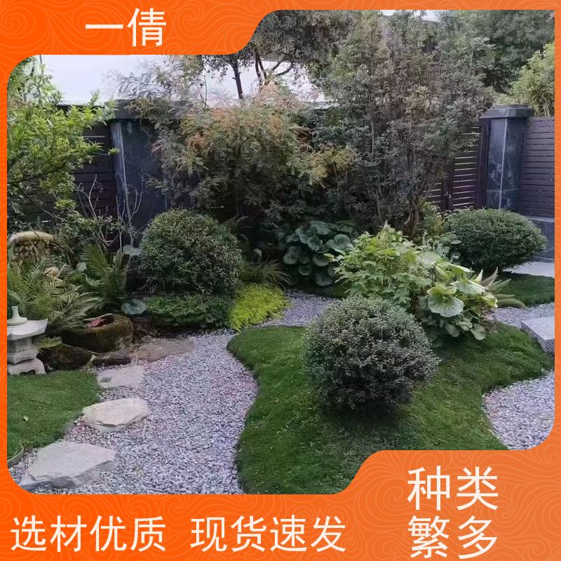 一倩花卉 深圳 量天尺 花卉租赁 桌面绿植 花木护理
