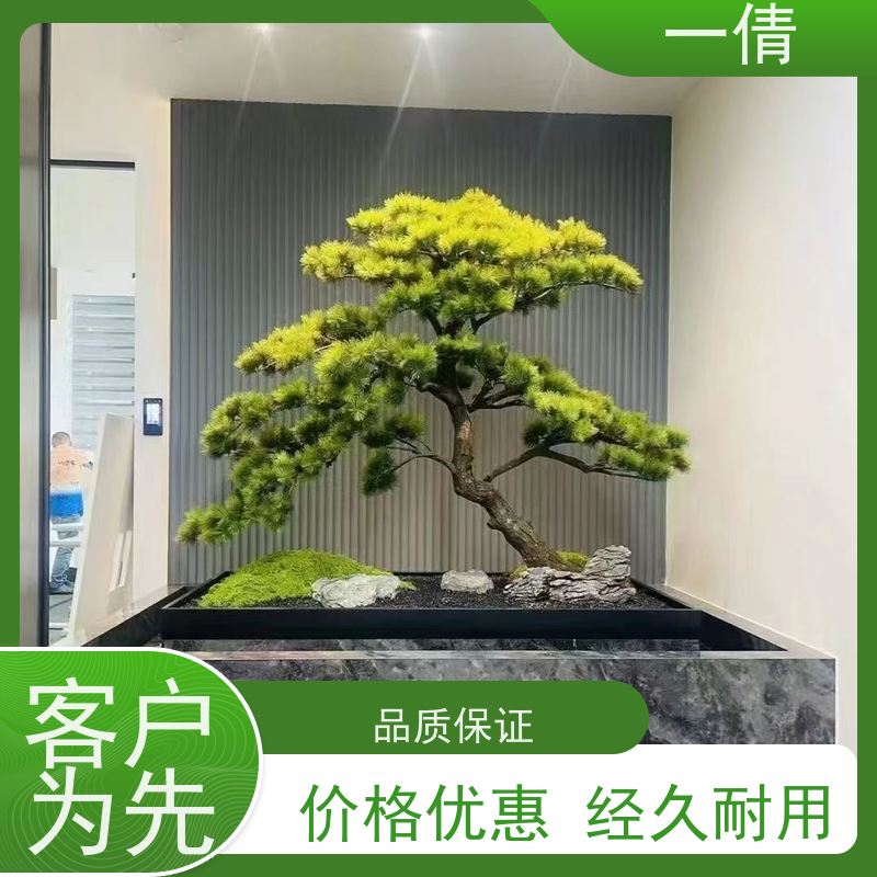 一倩花卉 室内 金心铁 绿植租赁 桌面绿植 花木护理