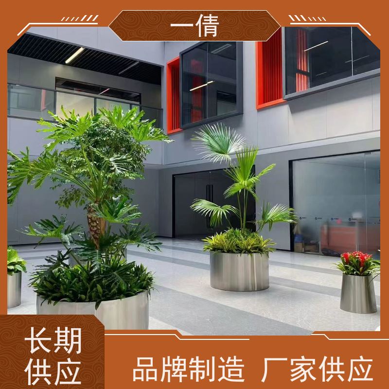 一倩花卉 深圳 金心铁 绿植租赁 种类繁多 规格齐全