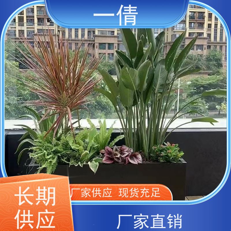 一倩花卉 前台 石斛 室内植物出租 全城配送 上门养护