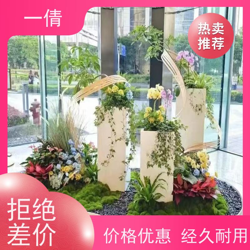 一倩花卉 室内 常春藤 室内植物出租 种类繁多 规格齐全