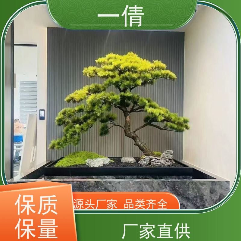 一倩花卉 深圳 桌面盆景 花卉租赁 种类繁多 规格齐全