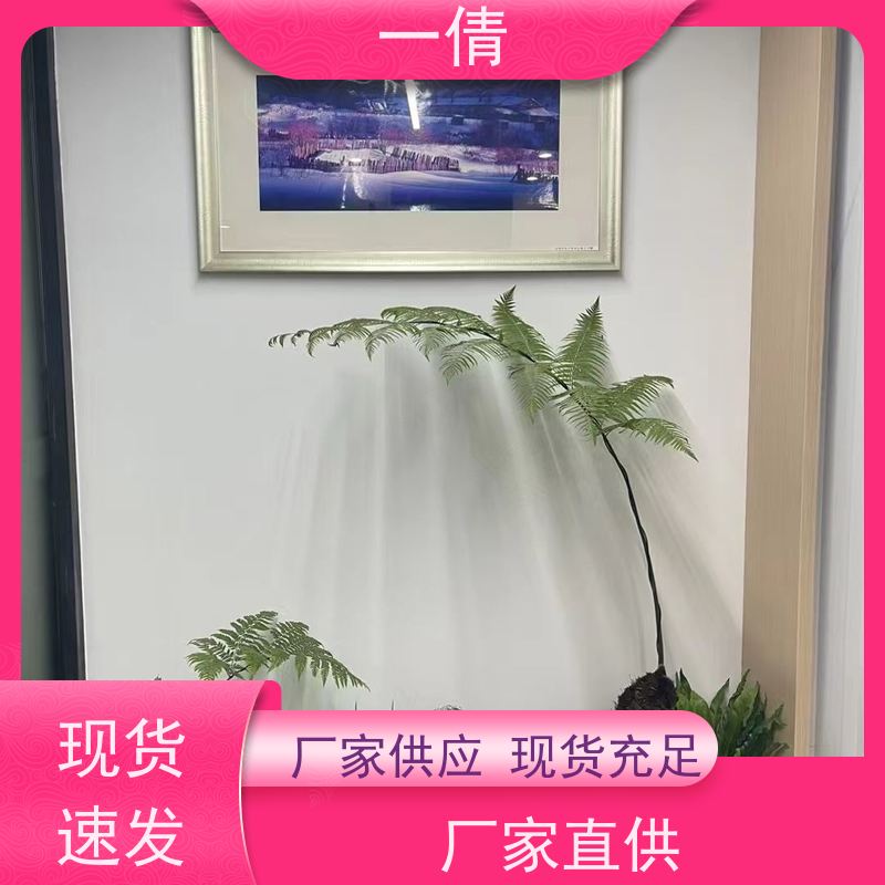 一倩花卉 办公室 杨贵妃 绿植租摆 种类繁多 规格齐全