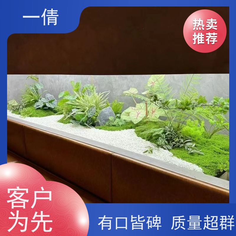 一倩花卉 室内 橙蝴蝶兰 绿植出售 全城配送 上门养护